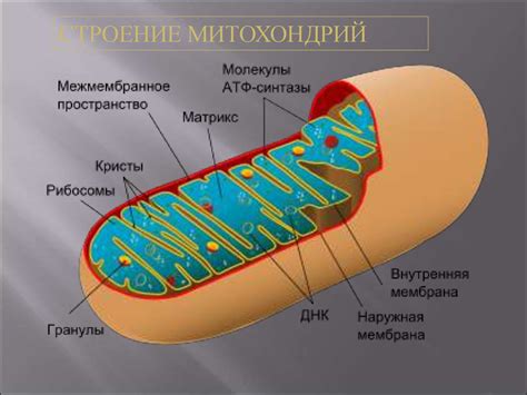 Митохондрии: роль РНК в этой органелле