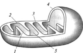 Митохондрии: центры энергопроизводства, хранилища важных молекул