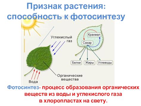 Миф или реальность: способность водорослей к фотосинтезу