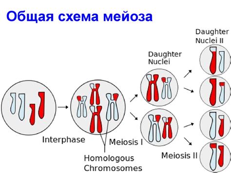 Многообразие и особенности мейоза у разных видов организмов