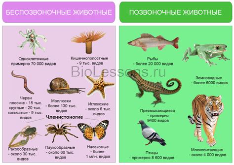 Многообразие классов и видов животных