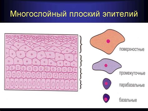 Многослойный плоский эпителий в влагалище и области шейки матки