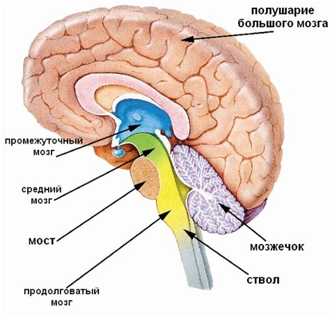 Мозг: центр мышления и согласования движений