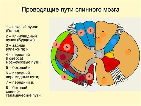 Мозг: эпицентр операций для чувствительных клеток