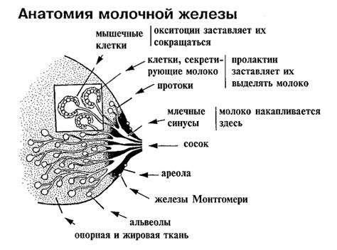 Молочные железы: расположение и функции во время вскармливания