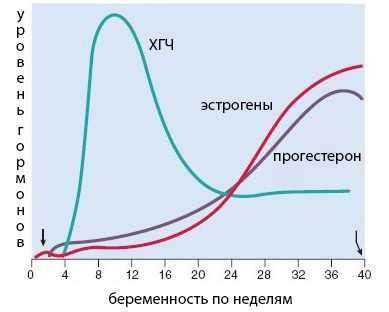 Момент появления хорионического гонадотропина (ХГЧ)