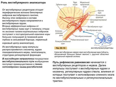 Моторные функции пятничного нерва: роли и задачи