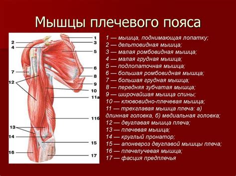 Мышцы, ответственные за укрепление плечевого пояса