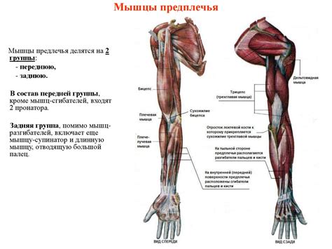 Мышцы внутренней области верхней конечности: структура и функции