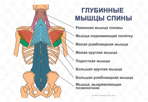 Мышцы спины и шеи