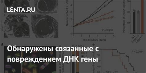 Наследственность и гипофиз: гены, связанные с его функцией