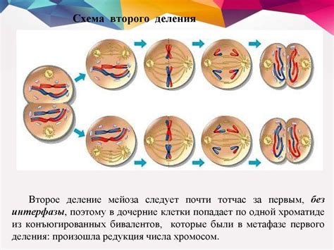 Наследство и размножение: передача генетической информации