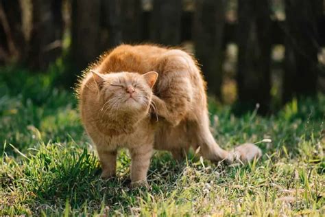 Научное исследование о красных абсолютно случайно окрашенных кошках и благосостоянии