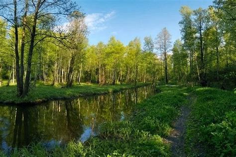 Национальный парк "Лосиный остров": уникальное место для наблюдения за дикой природой в центре города