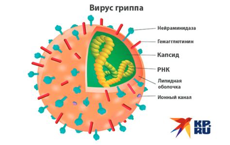 Начало эволюции: путь становления Вируса