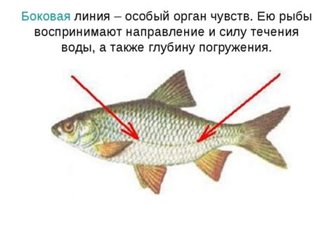 Невесомость: сравнение ощущения у рыб и человека