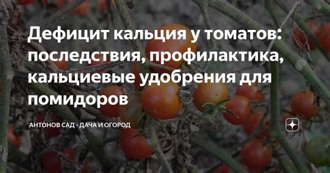 Негативные последствия неправильного введения помидоров