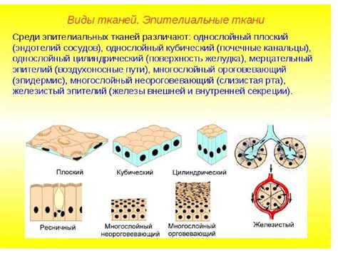 Необычные места обнаружения эпителиальной ткани у различных видов животных