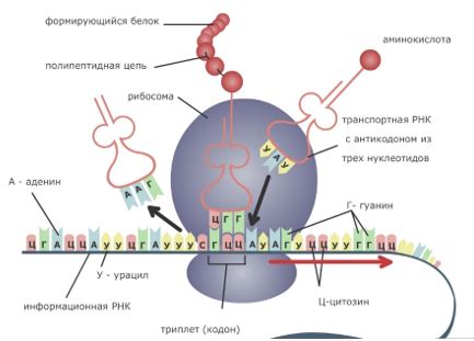 Неотъемлемый процесс в организмах: почему синтез белка жизненно важен