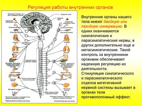 Нервная система: анатомия и функции головного и спинного мозга