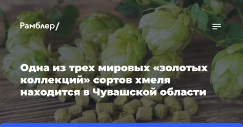 Новые направления в развитии сортов хмеля: актуальные тенденции