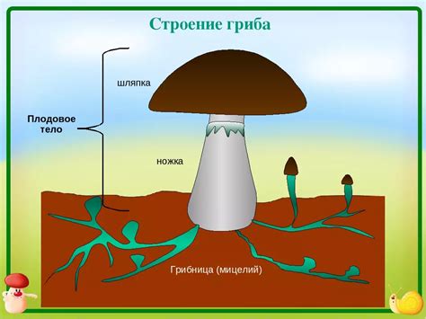 Ножка гриба: размеры и характеристики