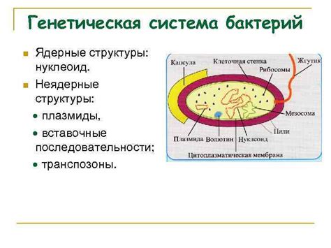 Нуклеоид: органоид, где заключена генетическая информация бактерий