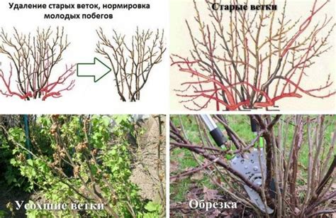 Обеспечение безопасности смородиновых кустов в холодное время года