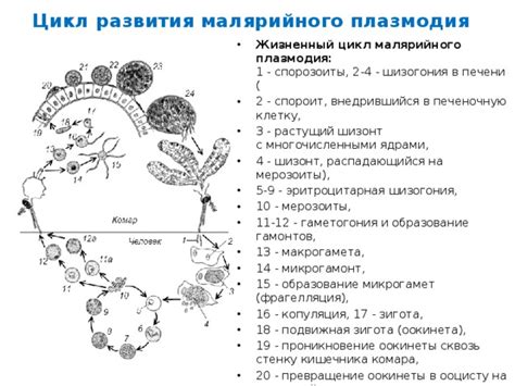 Обзор ареала малярийного вредителя в стране