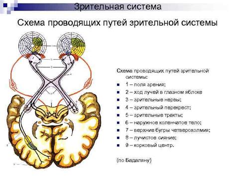 Обзор основных методов диагностики зрительной системы