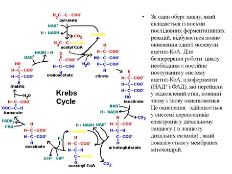 Обзор основных этапов метаболического процесса: цикл Кребса