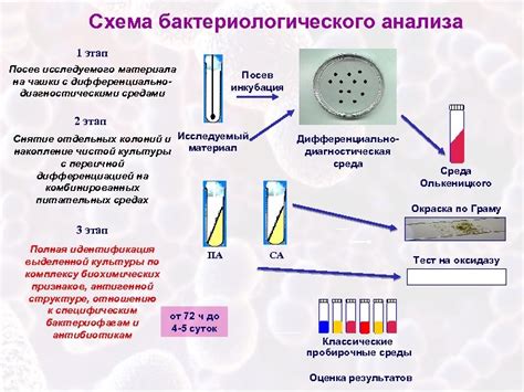 Обнаружение кариесных микроорганизмов: разнообразные методы диагностики