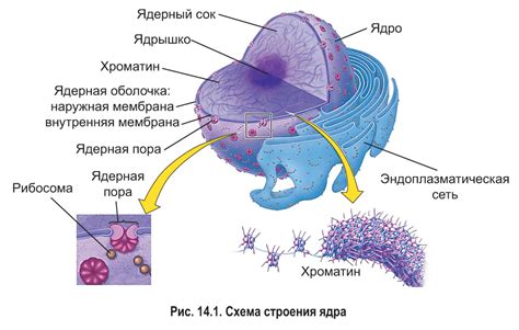 Оболочки вокруг ядер: их важная функция в защите и регуляции клеточных процессов