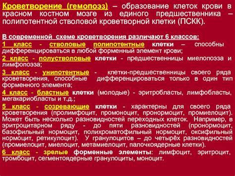 Образование клеток крови в красном мозге: важность и механизмы