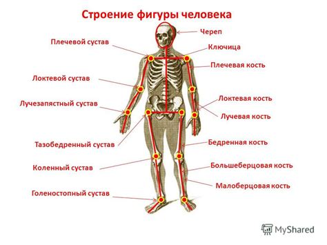 Общая информация о количестве костей в человеческом теле