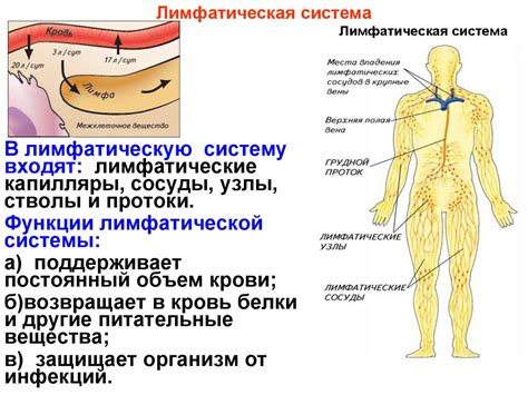 Общая структура и функции лимфатической системы