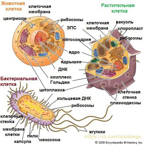 Общая укладка клеток в тканях различных организмов: единый принцип организации