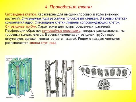 Общая характеристика местонахождения проводящих тканей у растительных организмов