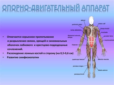 Объяснение физиологического процесса в организме женщины