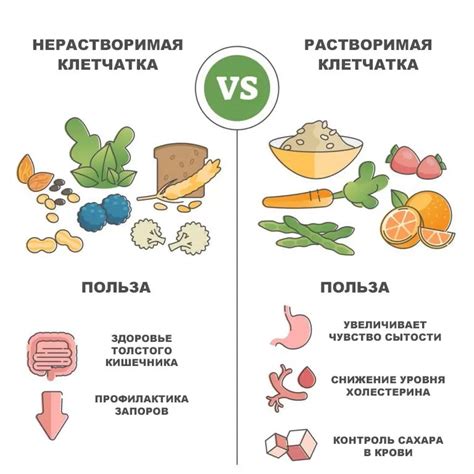 Овощи: незаменимый источник клетчатки для поддержания здоровья кишечной системы