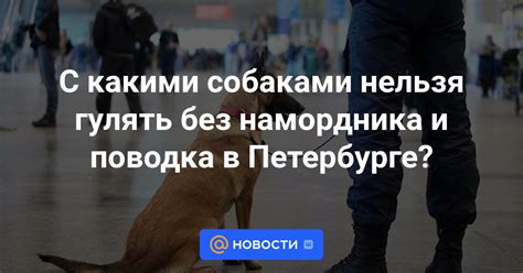 Ограничения владения собаками без поводка и намордника