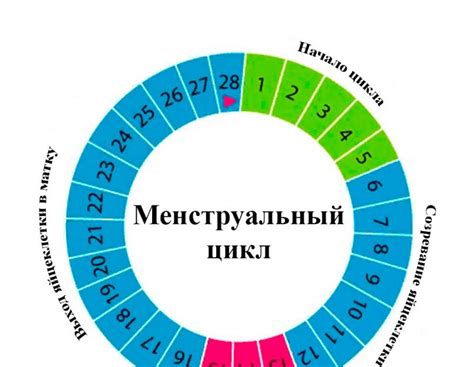 Ожидание начала месячных функций после рождения