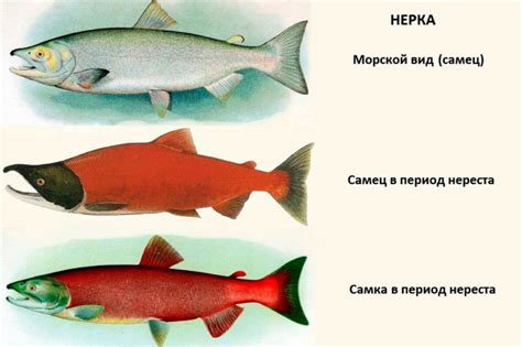 Озера и реки как основные места обитания лососевых рыб