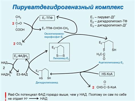 Окисление углеводов и выделение энергии