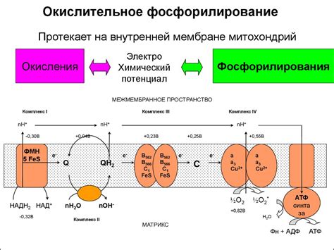 Окислительное фосфорилирование: механизм формирования энергии в клетках организмов
