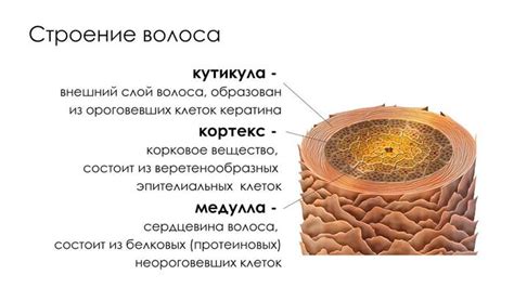 Окислительные процессы внутри волоса: деструкция и образование связей