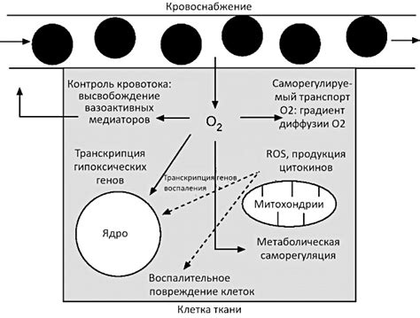 Окислительные процессы и роль кислорода