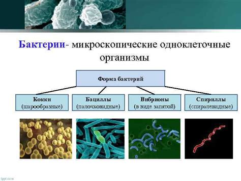 Окружающая среда и распространение бактерии: взаимосвязь и последствия