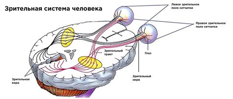 Описание анатомии зрительной системы мухи