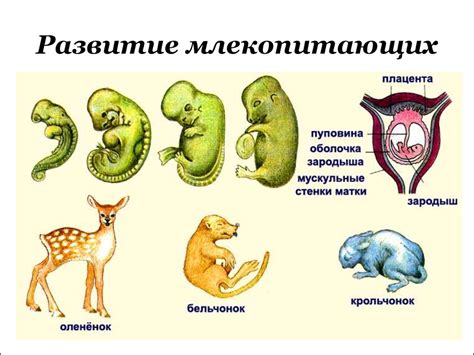 Описание и особенности небольших млекопитающих в мире Горизонт Безмятежной Зари